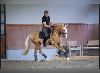 Lusitanos, Semental, 4 años, 160 cm, Palomino