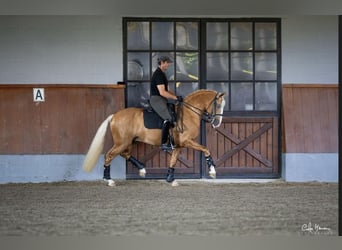 Lusitanos, Semental, 4 años, 160 cm, Palomino