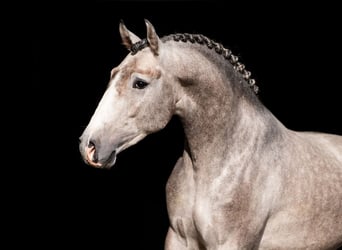 Lusitanos, Semental, 4 años, 160 cm, Tordo