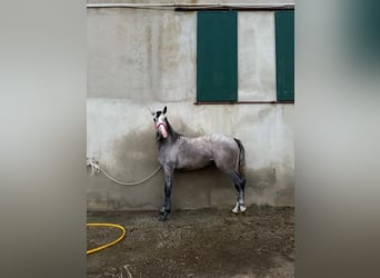 Lusitanos, Semental, 4 años, 160 cm, Tordo