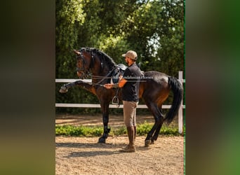 Lusitanos, Semental, 4 años, 161 cm, Castaño oscuro