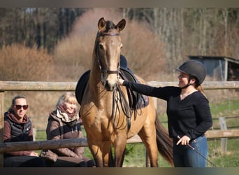 Lusitanos, Semental, 4 años, 162 cm, Buckskin/Bayo