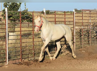 Lusitanos, Semental, 4 años, 162 cm, Cremello