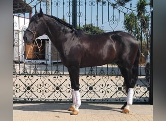 Lusitanos, Semental, 4 años, 162 cm, Negro