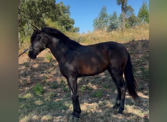 Lusitanos, Semental, 4 años, 162 cm, Negro