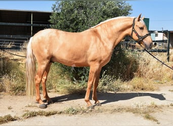 Lusitanos, Semental, 4 años, 162 cm, Palomino