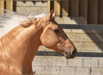 Lusitanos, Semental, 4 años, 162 cm, Palomino