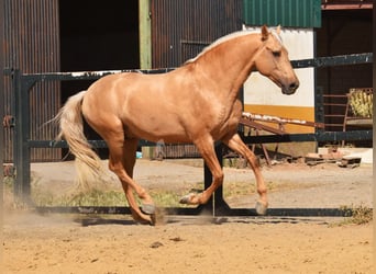 Lusitanos, Semental, 4 años, 162 cm, Palomino