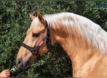 Lusitanos, Semental, 4 años, 162 cm, Palomino