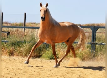 Lusitanos, Semental, 4 años, 162 cm, Palomino