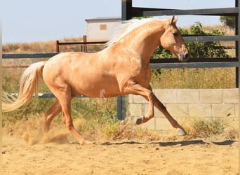 Lusitanos, Semental, 4 años, 162 cm, Palomino