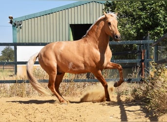 Lusitanos, Semental, 4 años, 162 cm, Palomino