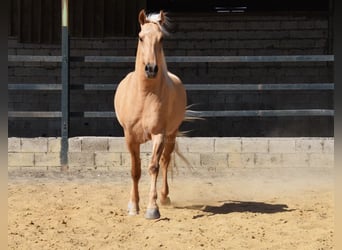 Lusitanos, Semental, 4 años, 162 cm, Palomino