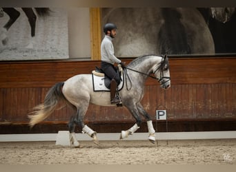 Lusitanos, Semental, 4 años, 162 cm, Tordo