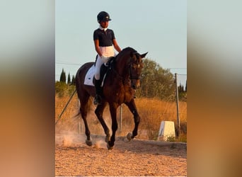 Lusitanos, Semental, 4 años, 162 cm, Tordo rodado