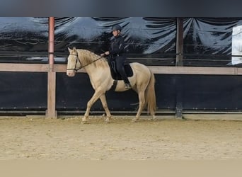 Lusitanos, Semental, 4 años, 163 cm, Perlino