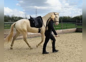 Lusitanos, Semental, 4 años, 163 cm, Perlino