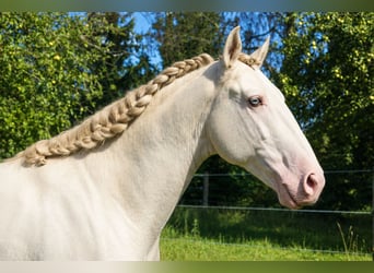 Lusitanos, Semental, 4 años, 163 cm, Perlino