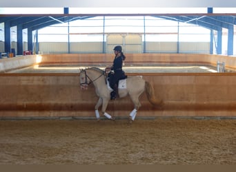 Lusitanos, Semental, 4 años, 163 cm, Perlino