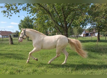 Lusitanos, Semental, 4 años, 163 cm, Perlino