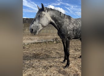 Lusitanos, Semental, 4 años, 163 cm, Tordo rodado