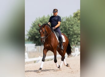 Lusitanos, Semental, 4 años, 164 cm, Castaño oscuro