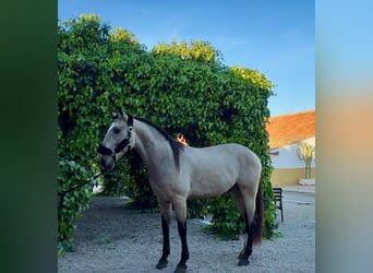 Lusitanos, Semental, 4 años, 165 cm, Buckskin/Bayo