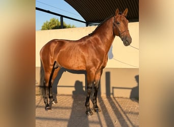 Lusitanos, Semental, 4 años, 165 cm, Castaño