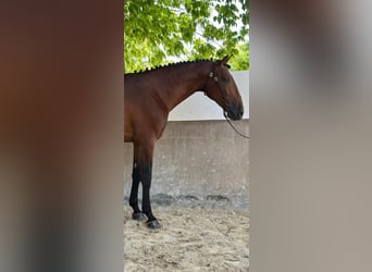 Lusitanos, Semental, 4 años, 165 cm, Castaño