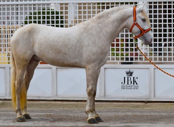Lusitanos, Semental, 4 años, 165 cm, Perlino