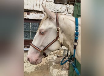 Lusitanos, Semental, 4 años, 165 cm, Perlino