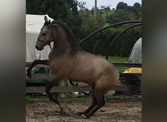 Lusitanos, Semental, 4 años, 167 cm, Buckskin/Bayo