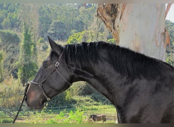 Lusitanos, Semental, 4 años, 168 cm, Castaño oscuro