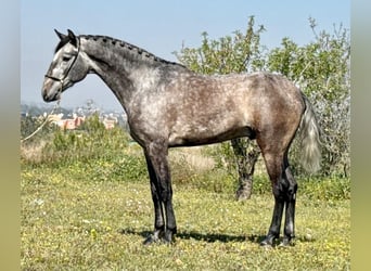 Lusitanos, Semental, 4 años, 169 cm, Tordo rodado