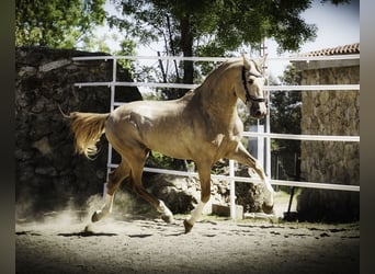 Lusitanos Mestizo, Semental, 4 años, 170 cm, Perla