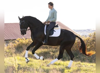 Lusitanos, Semental, 4 años, 172 cm, Negro