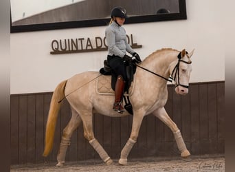 Lusitanos, Semental, 5 años, 155 cm, Cremello