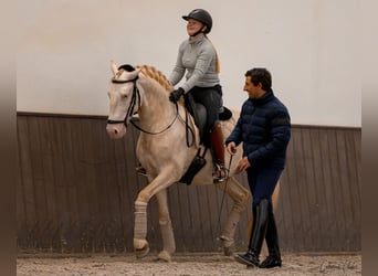 Lusitanos, Semental, 5 años, 155 cm, Cremello