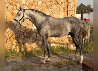 Lusitanos, Semental, 5 años, 155 cm, Tordo