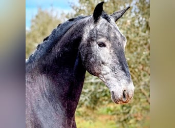 Lusitanos, Semental, 5 años, 156 cm, Tordillo negro