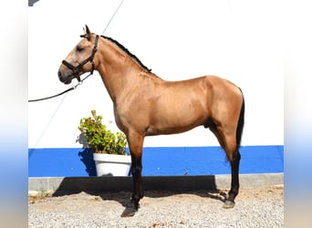 Lusitanos, Semental, 5 años, 158 cm, Palomino