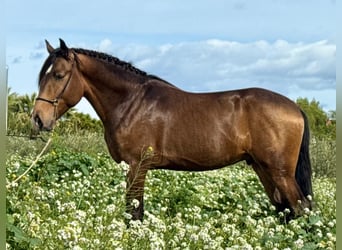Lusitanos, Semental, 5 años, 160 cm, Buckskin/Bayo