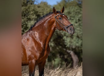 Lusitanos Mestizo, Semental, 5 años, 160 cm, Castaño rojizo