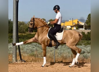 Lusitanos, Semental, 5 años, 160 cm, Palomino
