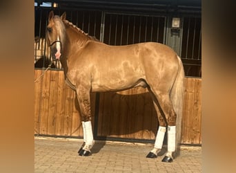 Lusitanos, Semental, 5 años, 160 cm, Palomino