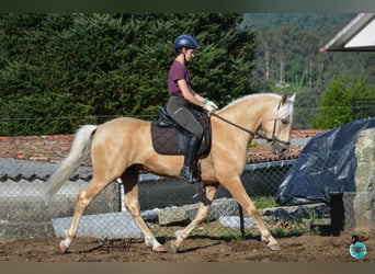 Lusitanos, Semental, 5 años, 160 cm, Perla
