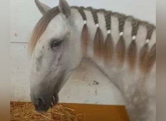 Lusitanos Mestizo, Semental, 5 años, 160 cm, Tordo