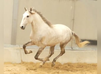 Lusitanos Mestizo, Semental, 5 años, 160 cm, Tordo