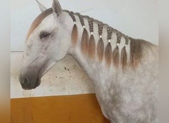 Lusitanos Mestizo, Semental, 5 años, 160 cm, Tordo