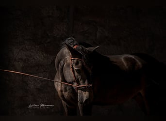 Lusitanos, Semental, 5 años, 162 cm, Buckskin/Bayo